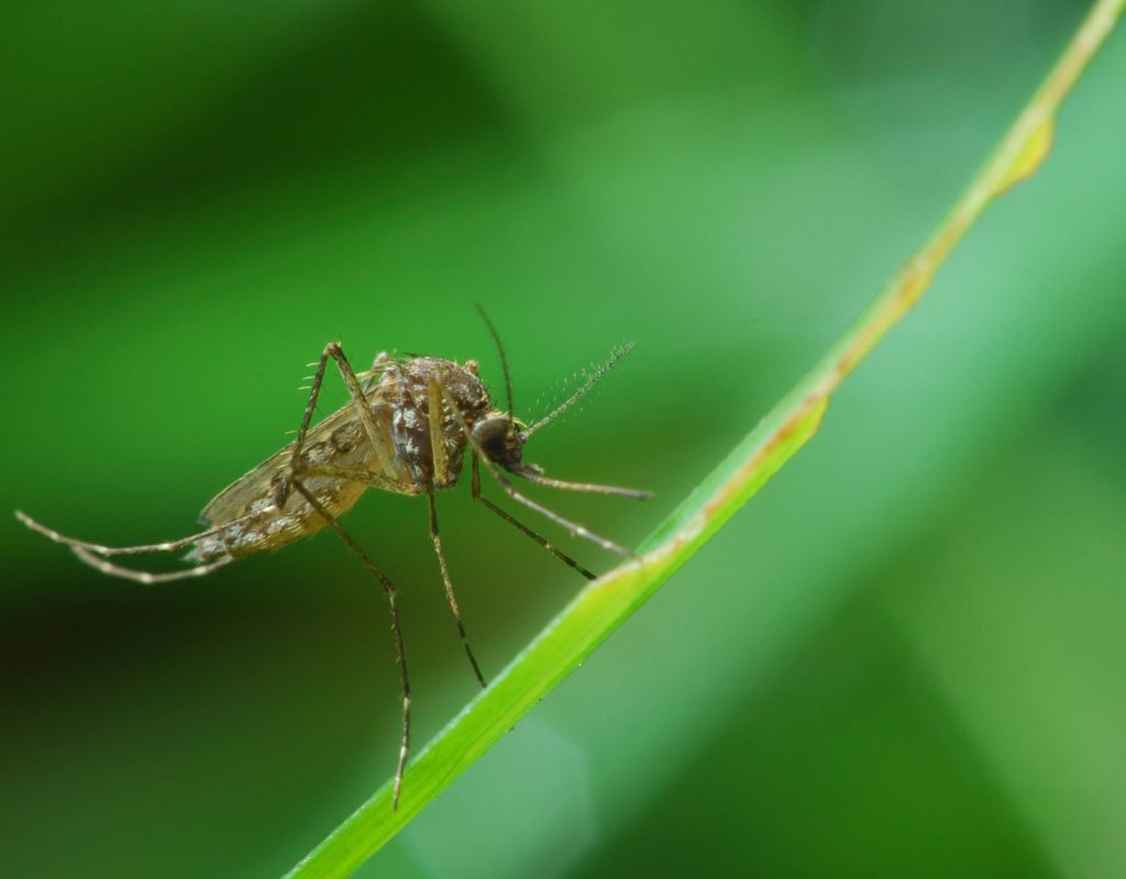 Mosquito