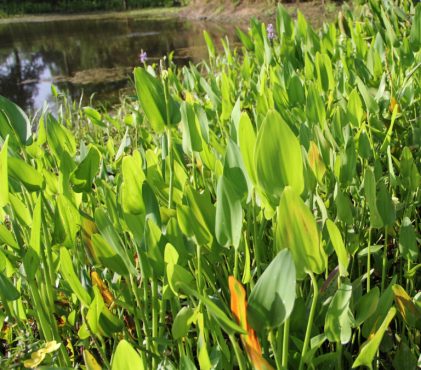 Pickerel-Weed-3-768x711